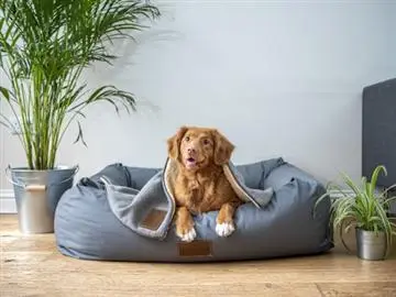 Pet grooming